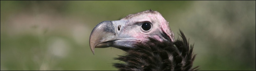Lappet-faced Vulture - Central Kalahari Game Reserve