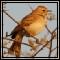 Larks & Pipits