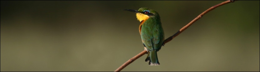 Little Bee-eater - Chobe National Park