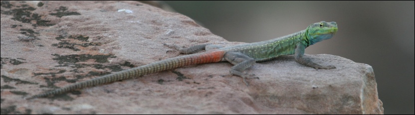 Common Flat Lizard