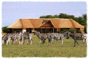 Three Baobabs