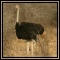 Ostrich