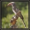Other Hornbills