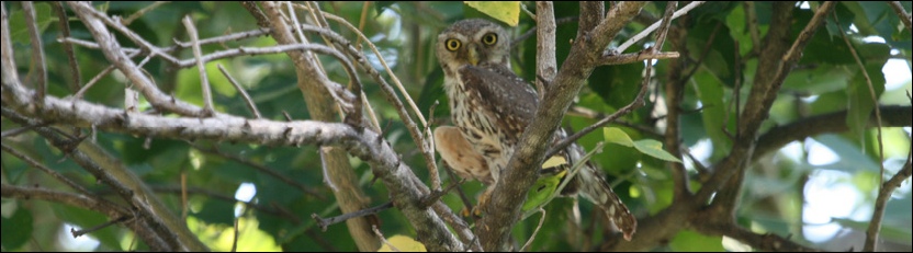 Pearlspotted Owlet - Tuli Safari Lodge