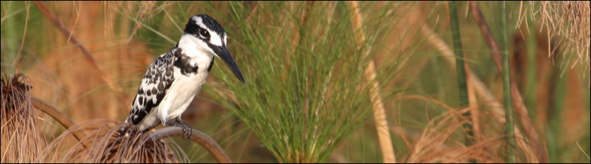 Pied Kingfisher - Okavango Delta