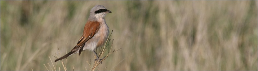 Red-backed Shrike - Nxai Pan National Park