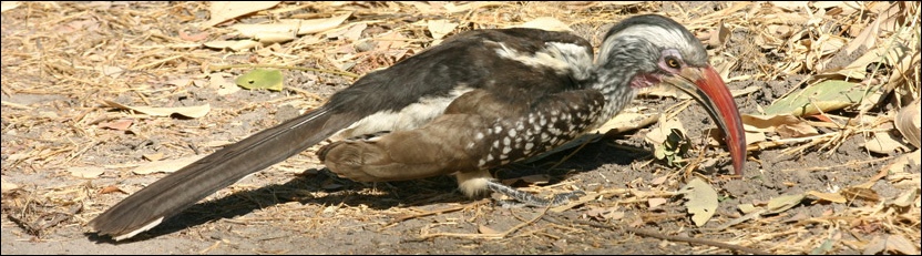 Redbilled Hornbill - Khwai, Moremi Game Reserve