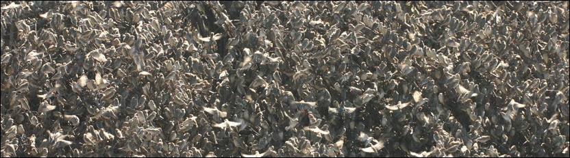 Redbilled Quelea - Khama Rhino Sanctuary