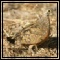 Sandgrouse