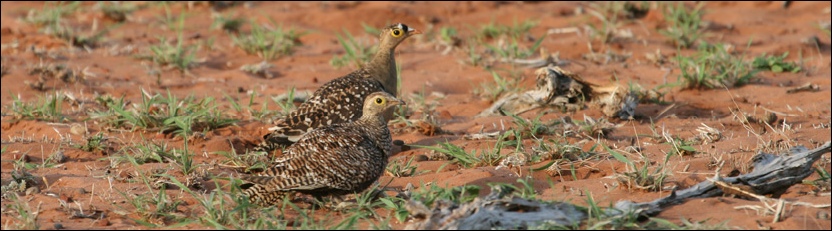 Double-banded Sandgrouse - Tuli Safari Lodge