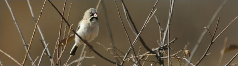 Scaly-feathered Finch -&nbsp;Palapye