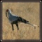 Secretarybird
