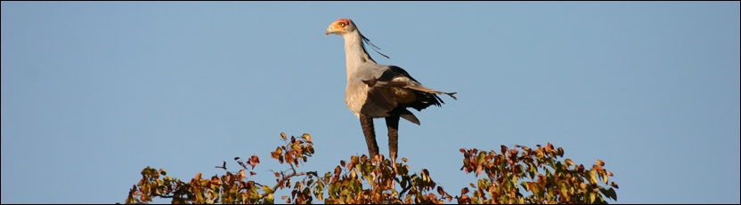 Secretarybird - Tuli Block
