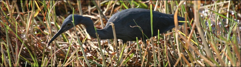 Slaty Egret - Chobe National Park