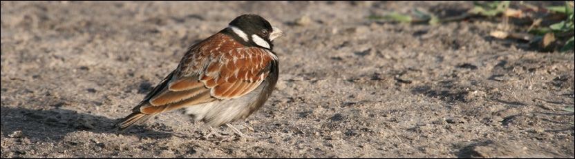 Chestnut-backed Sparrow-Lark - Nxai Pan National Park