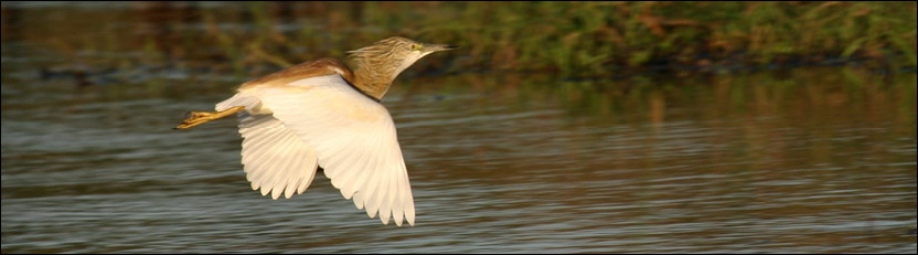 Squacco Heron - Chobe National Park