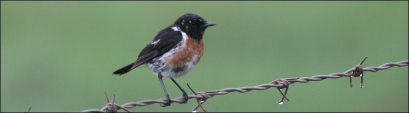 African Stonechat