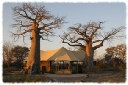 Three Baobabs