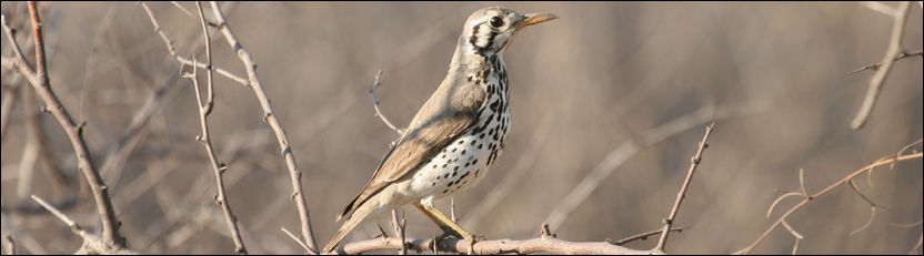 Groundscraper Thrush - Khama Rhino Sanctuary