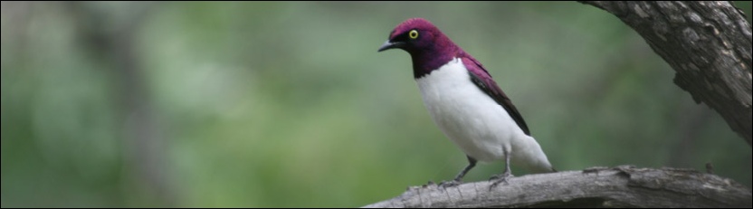 Violet-backed Starling