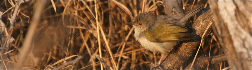 Greybacked Camaroptera - Senyati Safari Camp