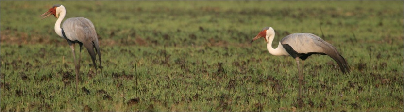 Wattled Crane