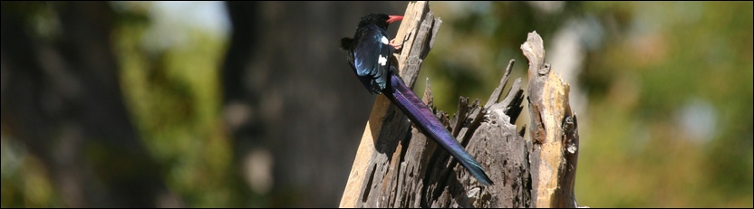 Green Woodhoopoe - Moremi Game Reserve