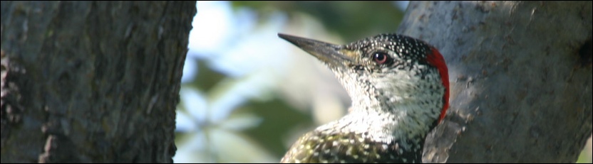 Golden-tailed Woodpecker - Khama Rhino Sanctuary