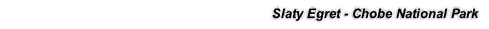 Slaty Egret - Chobe National Park
