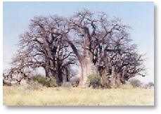 Baines Baobabs