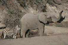 Elephant, Boteti River Elephant, Boteti River
