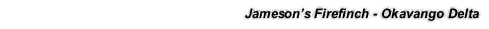 Jameson’s Firefinch - Okavango Delta
