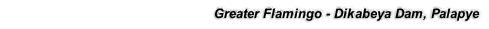 Greater Flamingo - Dikabeya Dam, Palapye
