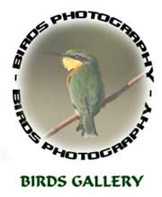 Botswana Wildlife - Bird Photos Botswana Wildlife - Bird Photos