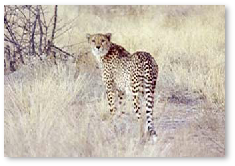 Cheetah - Deception Valley