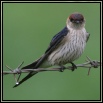 Swallows Swallows