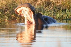 Hippo yawning, Khwai Hippo yawning, Khwai
