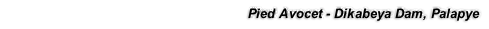 Pied Avocet - Dikabeya Dam, Palapye
