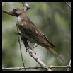 Oxpeckers & Honeyguides Oxpeckers & Honeyguides