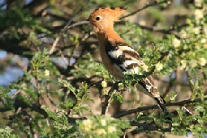 African Hoopoe, Central Kalahari Game Reserve African Hoopoe, Central Kalahari Game Reserve