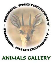 Botswana Wildlife - Animal Photos Botswana Wildlife - Animal Photos