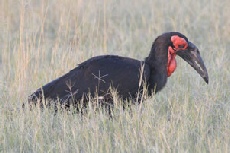 Southern Ground Hornbill, Khwai Southern Ground Hornbill, Khwai