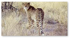 Cheetah - Deception Valley Cheetah - Deception Valley