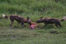 Wild Dog Impala Kill, Linyanti Campsite Wild Dog Impala Kill, Linyanti Campsite