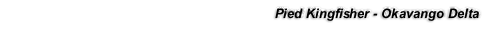 Pied Kingfisher - Okavango Delta
