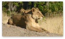 Lioness - Khwai, Moremi Game Reserve Lioness - Khwai, Moremi Game Reserve