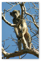 Baboon - Gootau, Tswapong HIlls