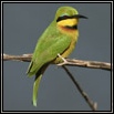 Kingfishers & Beeeaters Kingfishers & Beeeaters