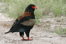 Bateleur Eagle, Nxai Pan National Park Bateleur Eagle, Nxai Pan National Park