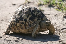 Leopard Tortoise, Nxai Pan National Park Leopard Tortoise, Nxai Pan National Park